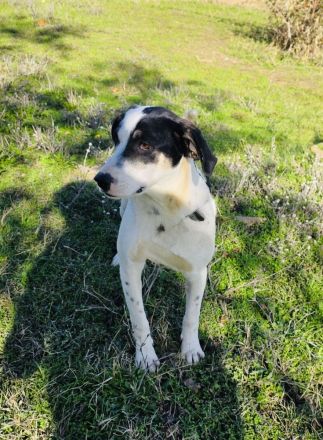 Momo ein toller Familienhund