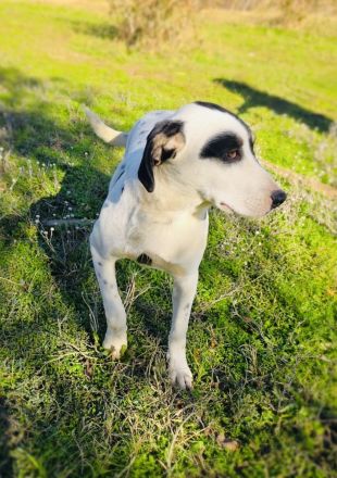 Momo ein toller Familienhund