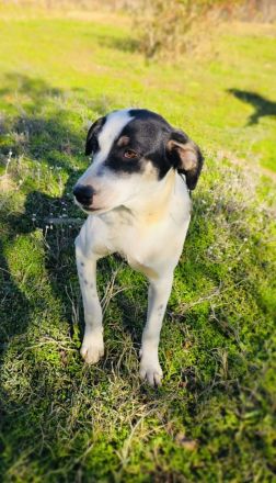 Momo ein toller Familienhund