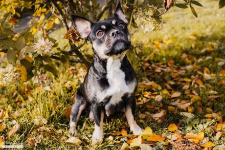 Französische Bulldoggen Welpen