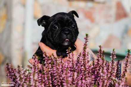 Französische Bulldoggen Welpen