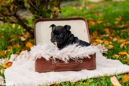 Französische Bulldoggen Welpen