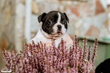 Französische Bulldoggen Welpen