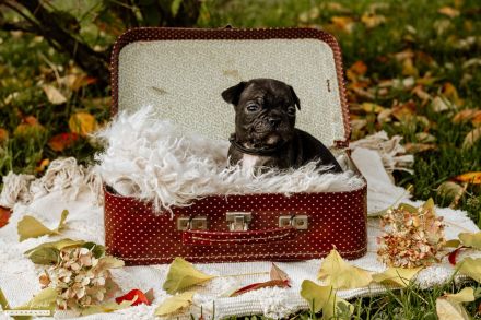 Französische Bulldoggen Welpen