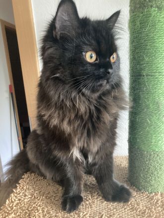 Perserkater Yuki sucht neues Zuhause