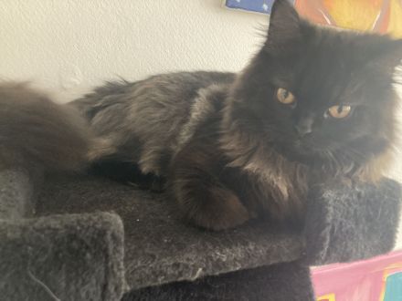 Perserkater Yuki sucht neues Zuhause