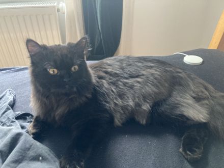 Perserkater Yuki sucht neues Zuhause