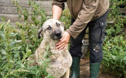 Skipper sucht ihr Glück