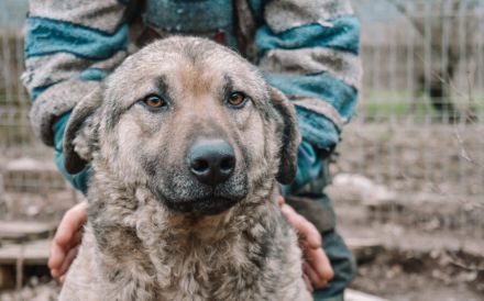 Skipper sucht ihr Glück