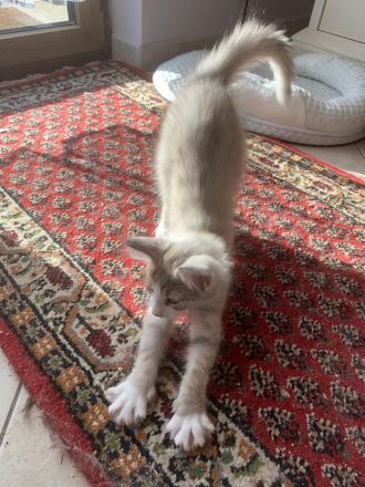 Norwegische Waldkatzen-Babys Cain und Cindy abzugeben