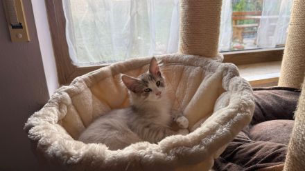 Norwegische Waldkatzen-Babys Cain und Cindy abzugeben