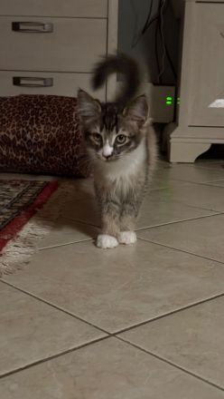 Norwegische Waldkatzen-Babys Cain und Cindy abzugeben