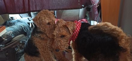 Welsh Terrier Welpen