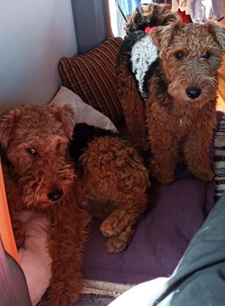 Welsh Terrier Welpen