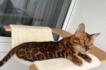Bengal Kater mit Stammbaum