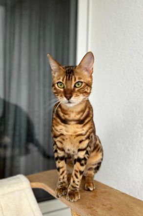 Bengal Kater mit Stammbaum