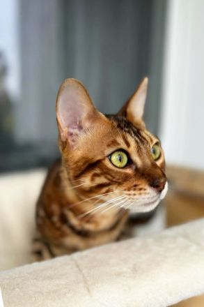 Bengal Kater mit Stammbaum