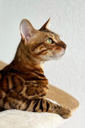 Bengal Kater mit Stammbaum