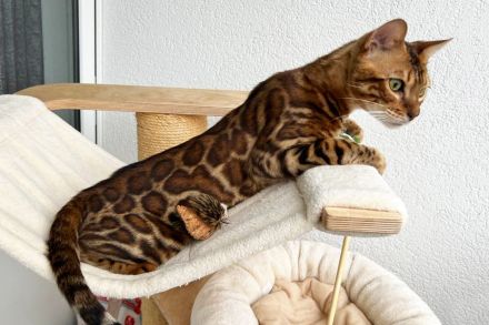 Bengal Kater mit Stammbaum