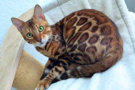 Bengal Kater mit Stammbaum