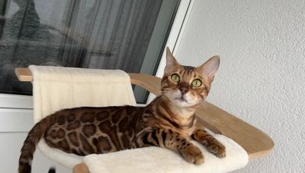 Bengal Kater mit Stammbaum