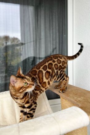 Bengal Kater mit Stammbaum