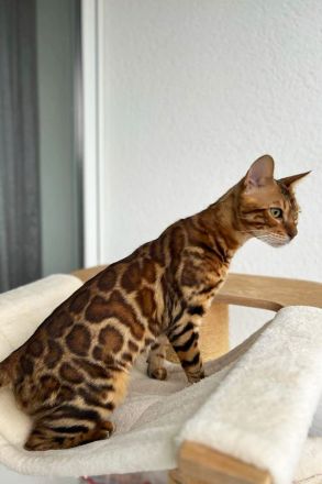 Bengal Kater mit Stammbaum