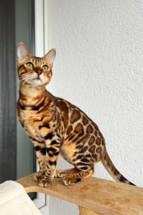 Bengal Kater mit Stammbaum