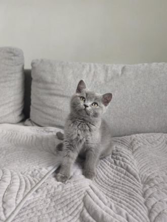 Reinrassiges BKH Kitten – liebevoll, verspielt & stubenrein