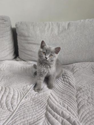 Reinrassiges BKH Kitten – liebevoll, verspielt & stubenrein