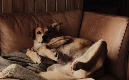 Onida sucht ein ruhiges Zuhause