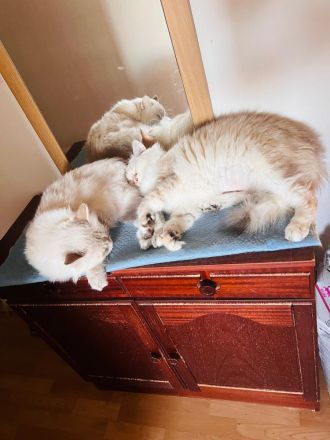 Sibirische Neva-Masquarade Katzen