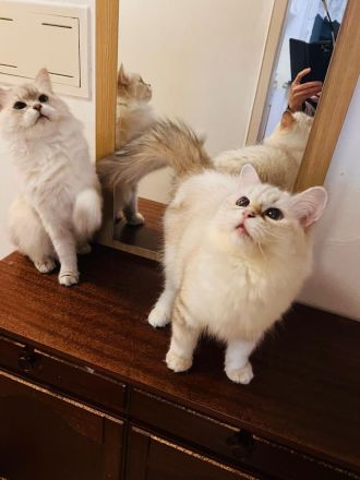 Sibirische Neva-Masquarade Katzen