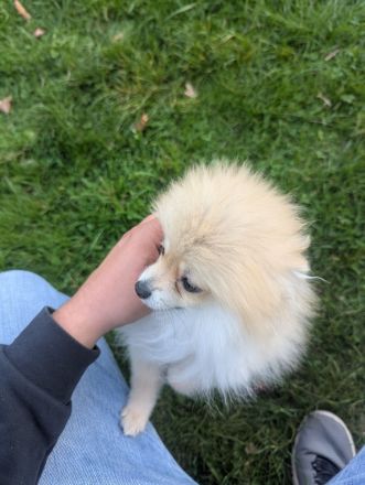 Zwergspitz-Mix Welpen (2 Hündin & 1 Rüde, 5 Monate) suchen Zuhause