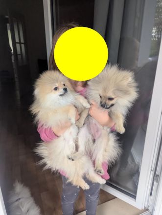 Zwergspitz-Mix Welpen (2 Hündin & 1 Rüde, 5 Monate) suchen Zuhause