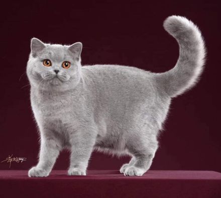 Britisch Kurzhaar Kitten