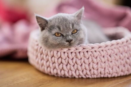 Britisch Kurzhaar Kitten