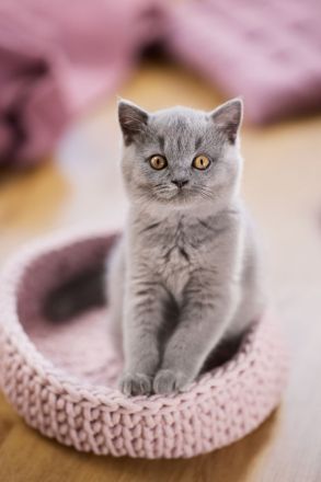 Britisch Kurzhaar Kitten