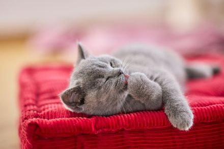 Britisch Kurzhaar Kitten