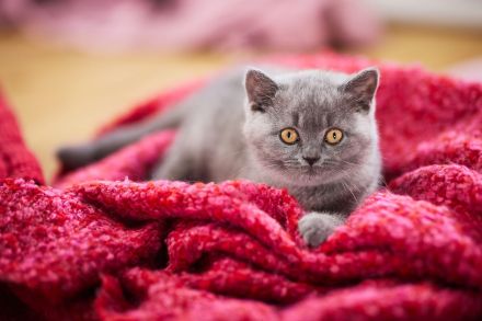 Britisch Kurzhaar Kitten