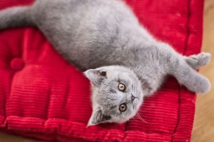 Britisch Kurzhaar Kitten