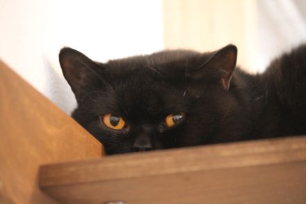 Britisch Kurzhaar Kitten