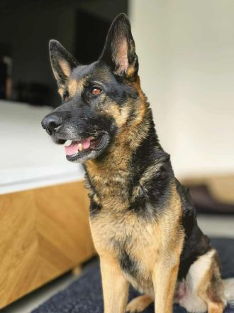 Lila in 18510 Elmenhorst sucht ihr Für-immer-Zuhause