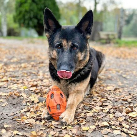 Lila in 18510 Elmenhorst sucht ihr Für-immer-Zuhause