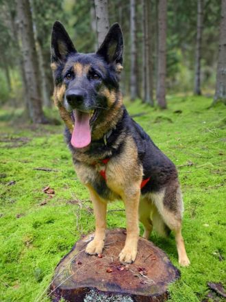 Lila in 18510 Elmenhorst sucht ihr Für-immer-Zuhause