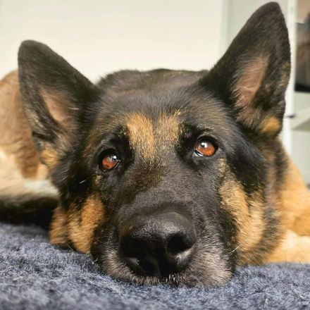 Lila in 18510 Elmenhorst sucht ihr Für-immer-Zuhause