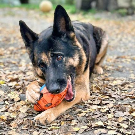 Lila in 18510 Elmenhorst sucht ihr Für-immer-Zuhause