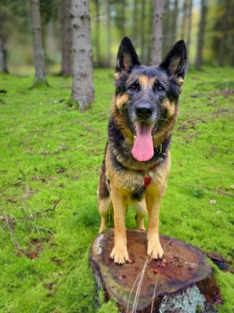 Lila in 18510 Elmenhorst sucht ihr Für-immer-Zuhause