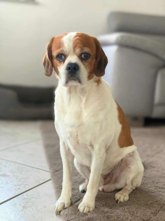 Beanie in 44319 Dortmund sucht sein Für-immer-Zuhause