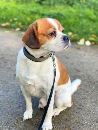 Beanie in 44319 Dortmund sucht sein Für-immer-Zuhause